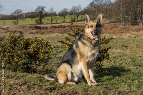 German Shepherd Sitting With Gose Bush and Trees in Background © Martin