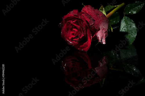 Wet rose 