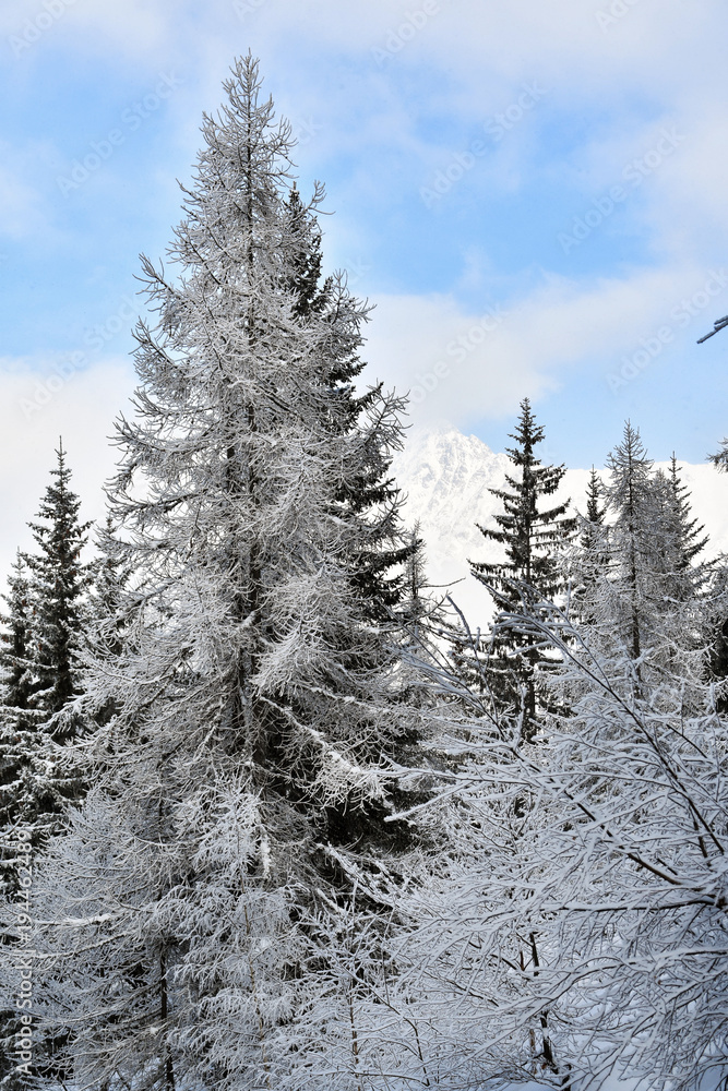 Alberi nel bosco innevato Alberi nel bosco innevato