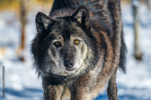 Dark Tundra Wolf Closeup