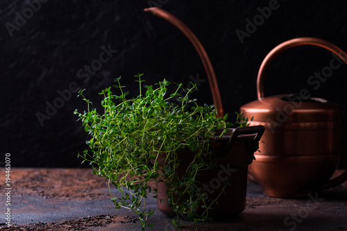 Bundle of fresh thymes on a grunge metal background. photo