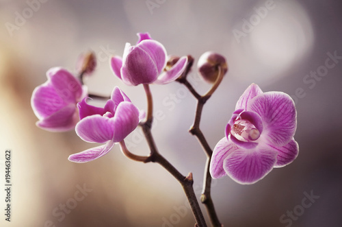 Fototapeta Naklejka Na Ścianę i Meble -  Storczyki różowe