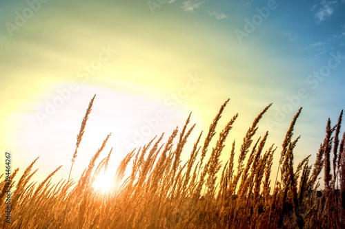 Grass in summer time against sunset