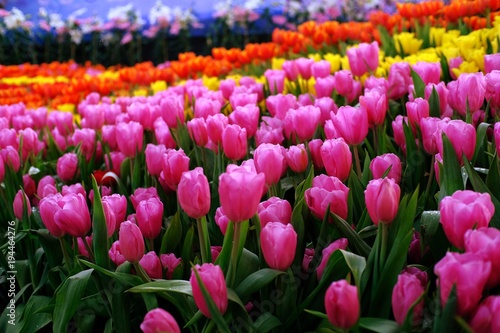 Big field of yellow violet and red tulips in garden.