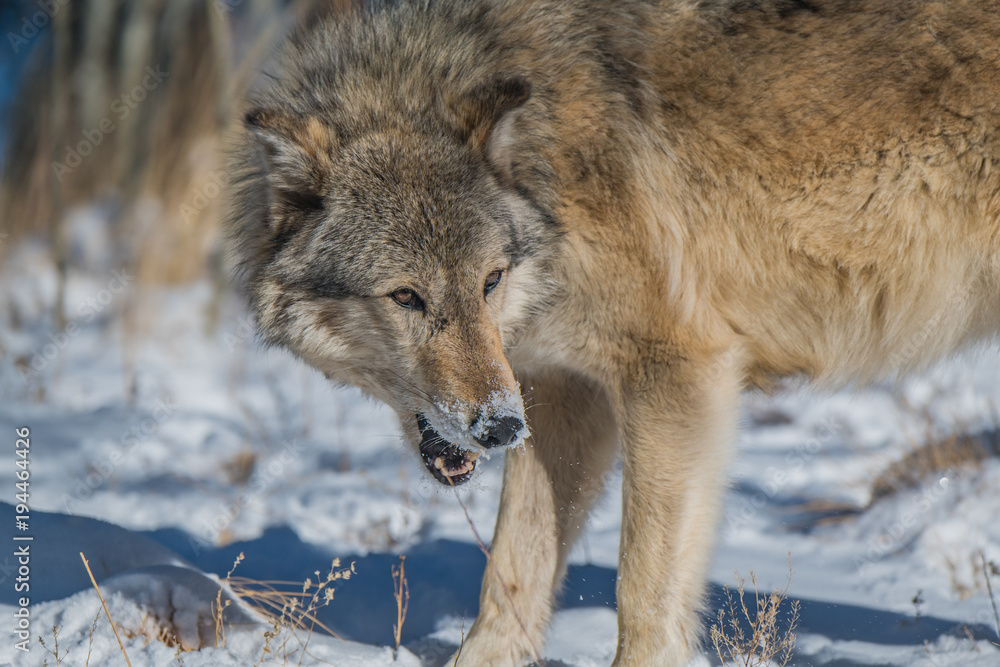 Fototapeta premium A Timber Wolf in a Snowy Forest