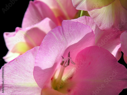 close-up of pink gladiolus isolated on black background backlit
