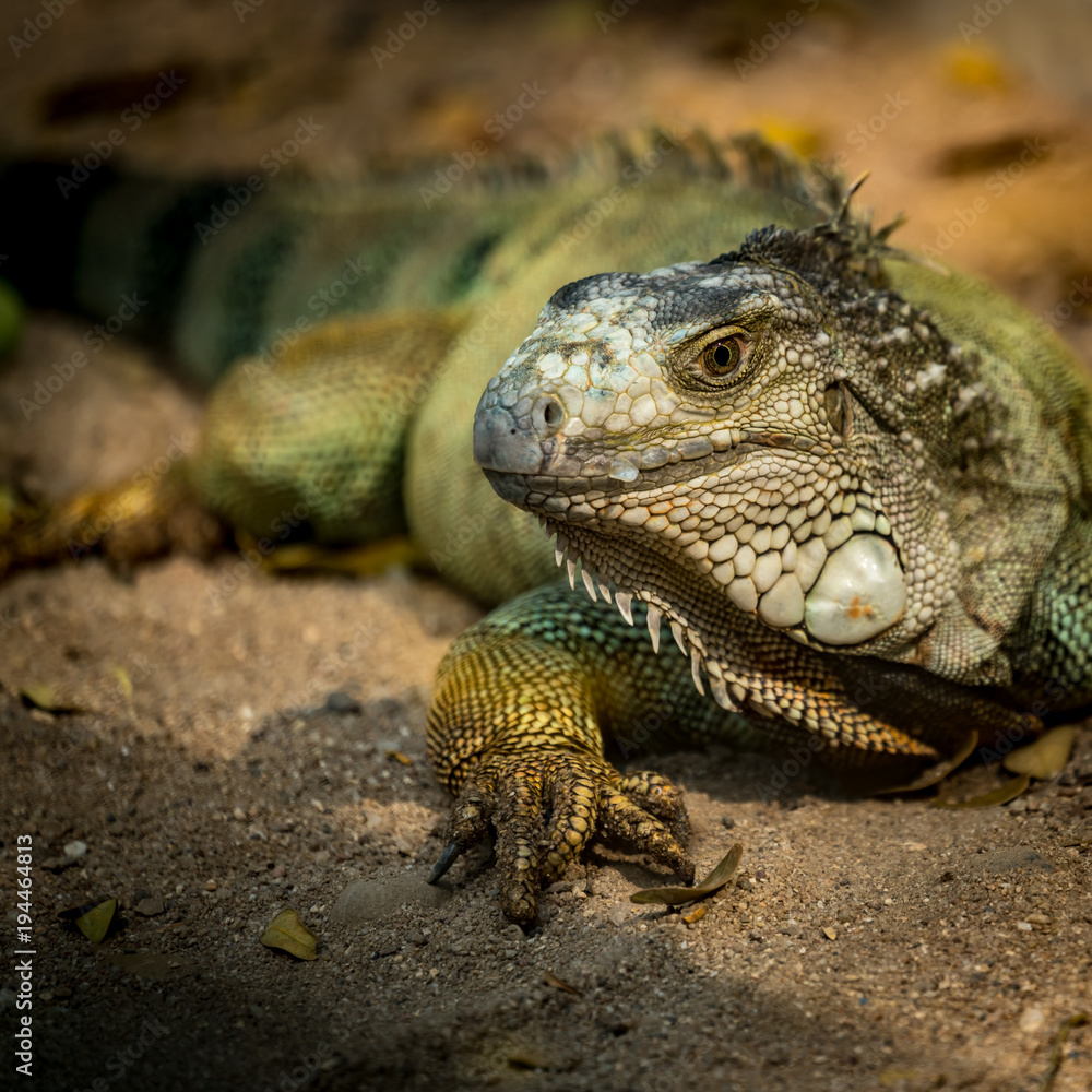 Green Iguana Green Iguana