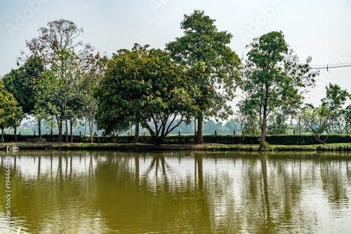 Green trees and lake