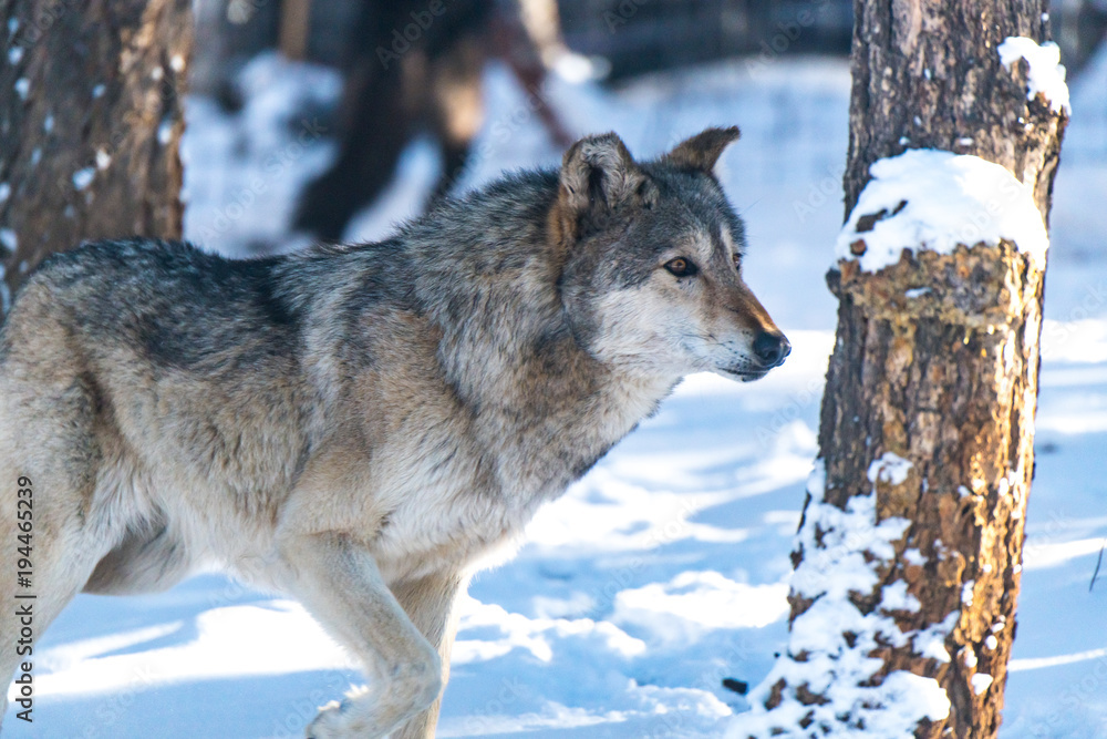 Obraz premium A Timber Wolf in a Snowy Forest