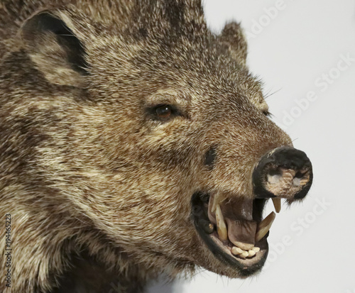 A Close Up Peccary, Also Called Javelina