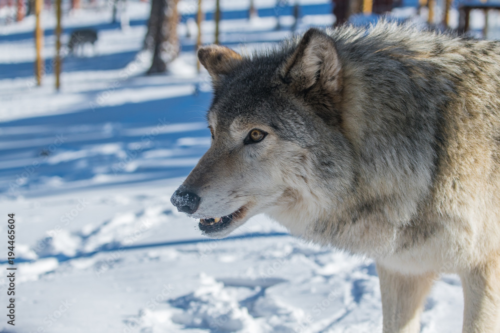Fototapeta premium A Timber Wolf in a Snowy Forest during Winter