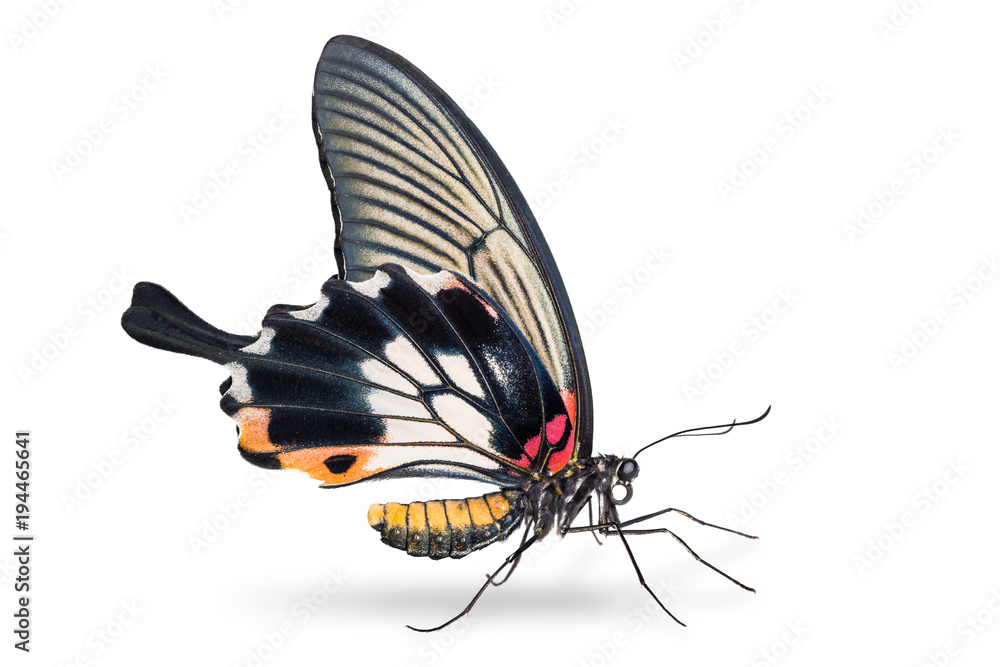 Fototapeta premium Female Great Mormon (Papilio memnon) butterfly