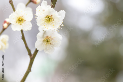 白い梅の花