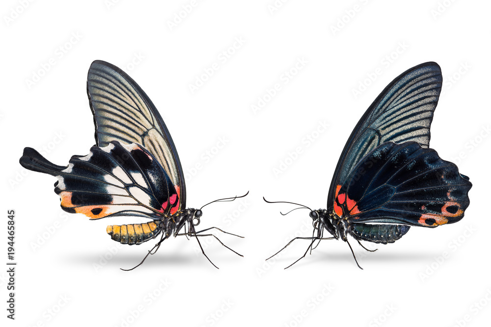 Fototapeta premium Male and female Great Mormon (Papilio memnon) butterfly