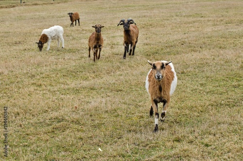 Herd of goats on pasture.