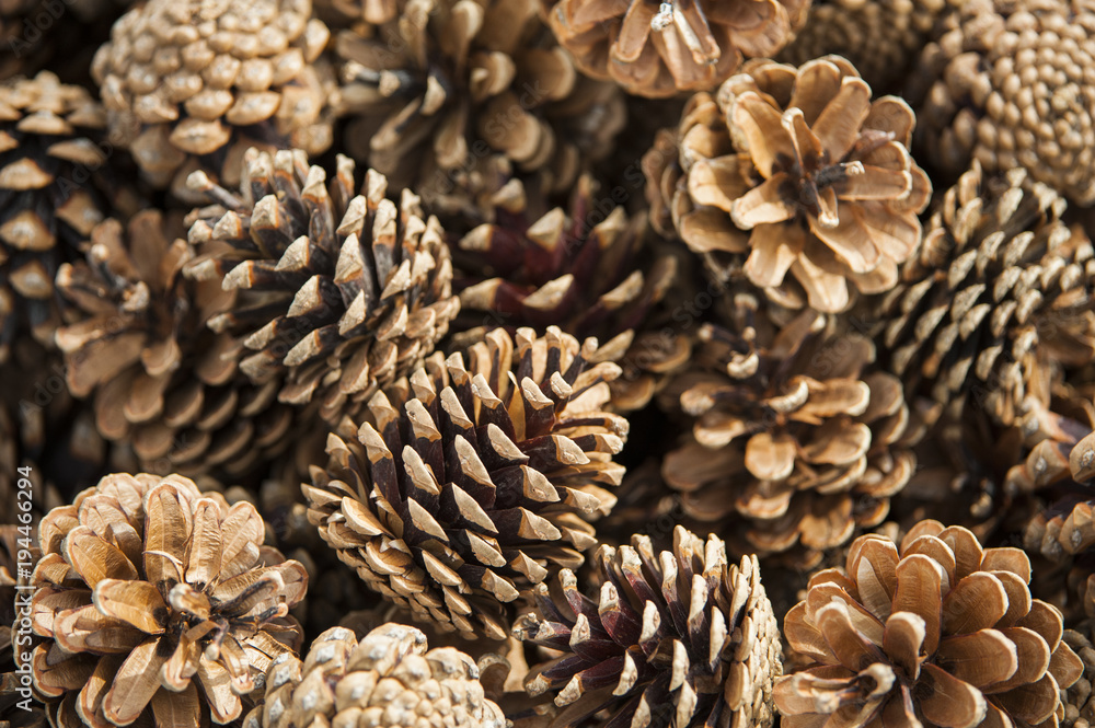 Conifer or pine cones. Conifer or pine cones.