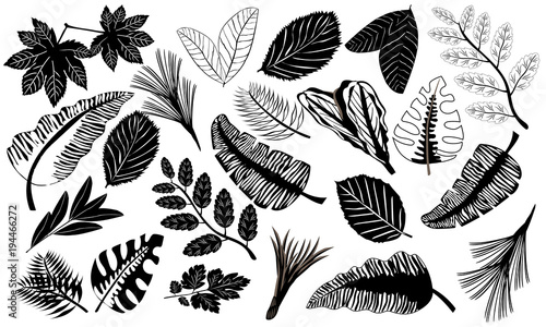 Black icons of tropical leaves. Set of tropical leaves in flat style. Black silhouettes of leaf isolated on a white background. Vector illustration.