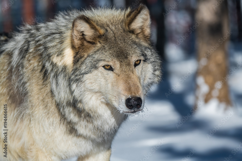 A Timber Wolf in a Snowy Forest during Winter