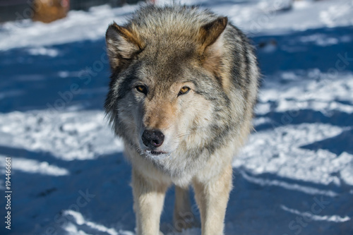 A Timber Wolf in a Snowy Forest during Winter