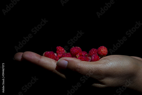 A handful of red cherries photo