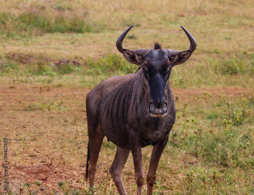 Fototapeta Naklejka Na Ścianę i Meble -  Blue wildebeest in Pilanesberg game reserve