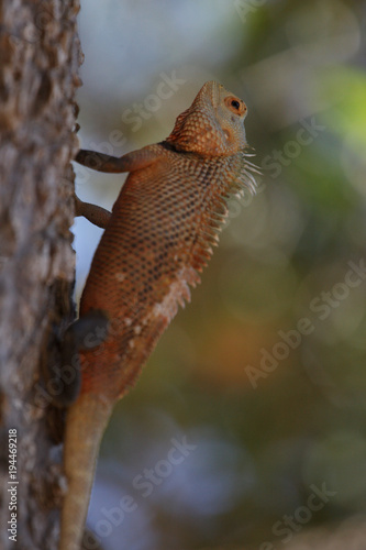 Iguana on a tree in Yala National Park