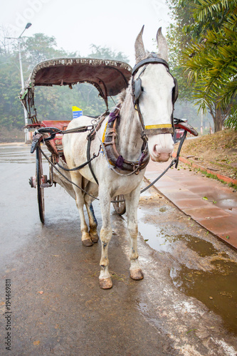 Horse Drawn Carriage