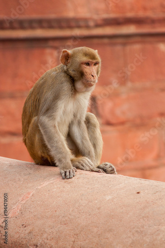 Monkey in India © Martin