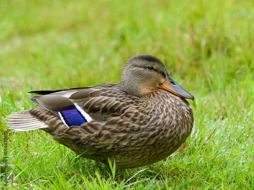 Fototapeta premium Well fed duck with stripes on grass