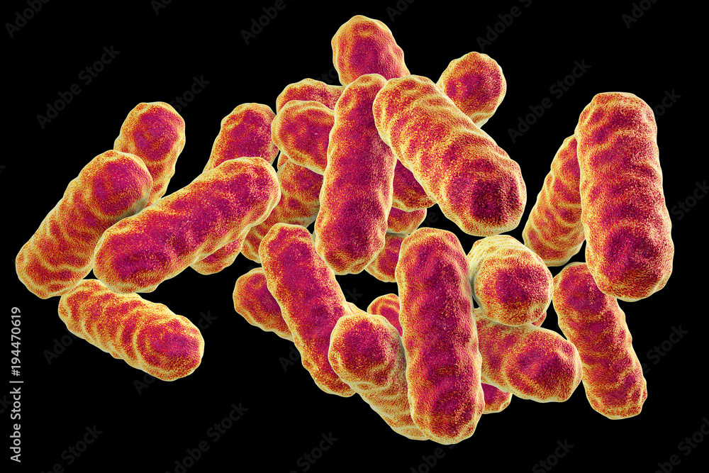 Serratia marcescens bacteria, gramnegative rodshaped bacteria