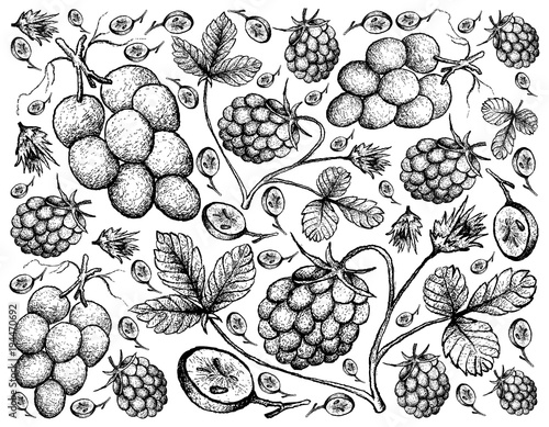 Hand Drawn Background of Arctic Bramble Berries and Red Grapes