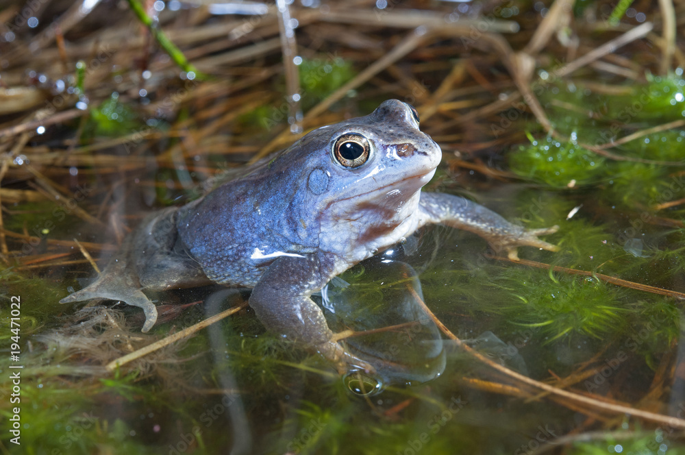 Fototapeta premium samiec żaby moczarowej (Rana arvalis) w okresie godowym - żaba moczarowa