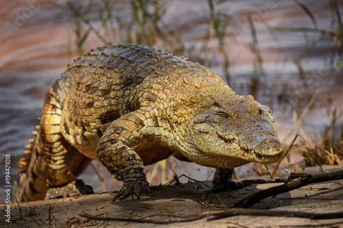 Nile Crocodile - Crocodylus niloticus  large reptile  from Tsavo East National park  Kenya.