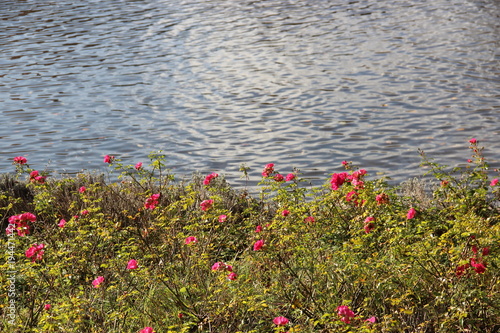 Pond with beautiful pink and green flowers