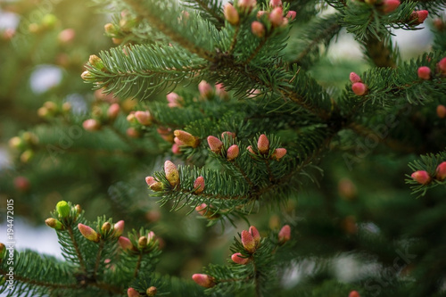 Young spruce branches in the spring.