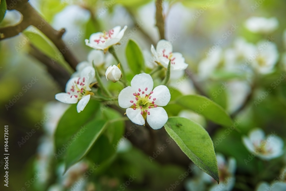 Flowers on a pear branch in the spring garden. Flowers on a pear branch in the spring garden.
