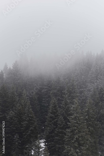 conifer forest trees
