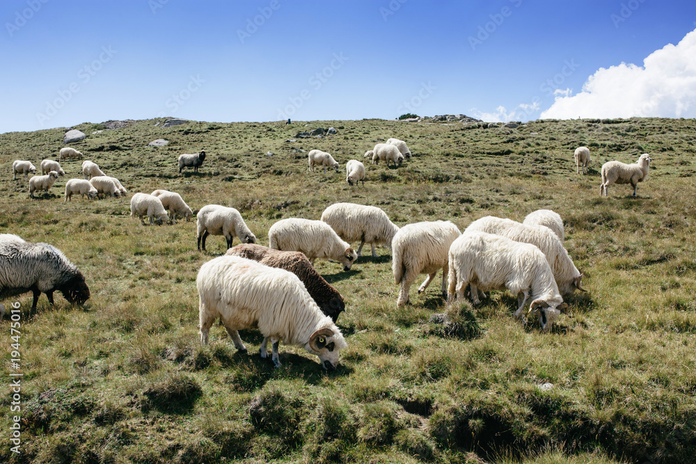 A lot of sheep in mountains eating grass.