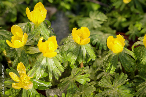 Fototapeta Naklejka Na Ścianę i Meble -  Winterling ( Eranthis hyemalis) 