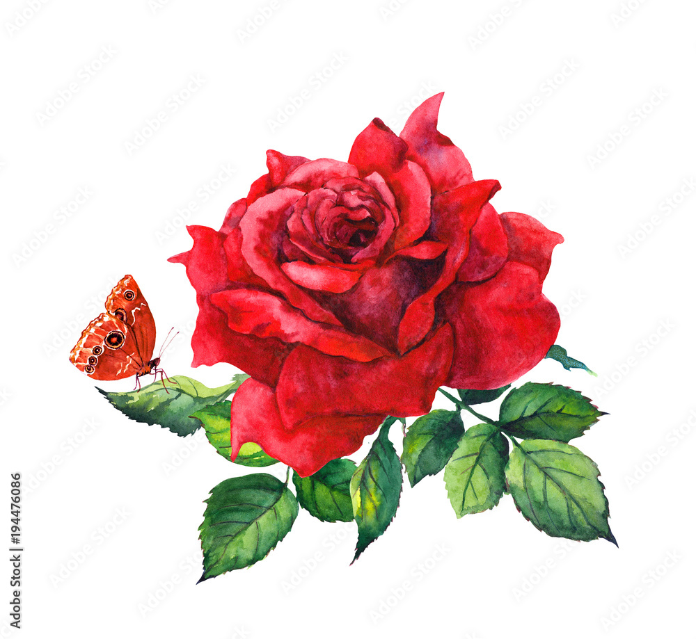 Fototapeta Red rose flower and butterfly. Botanical watercolor illustration