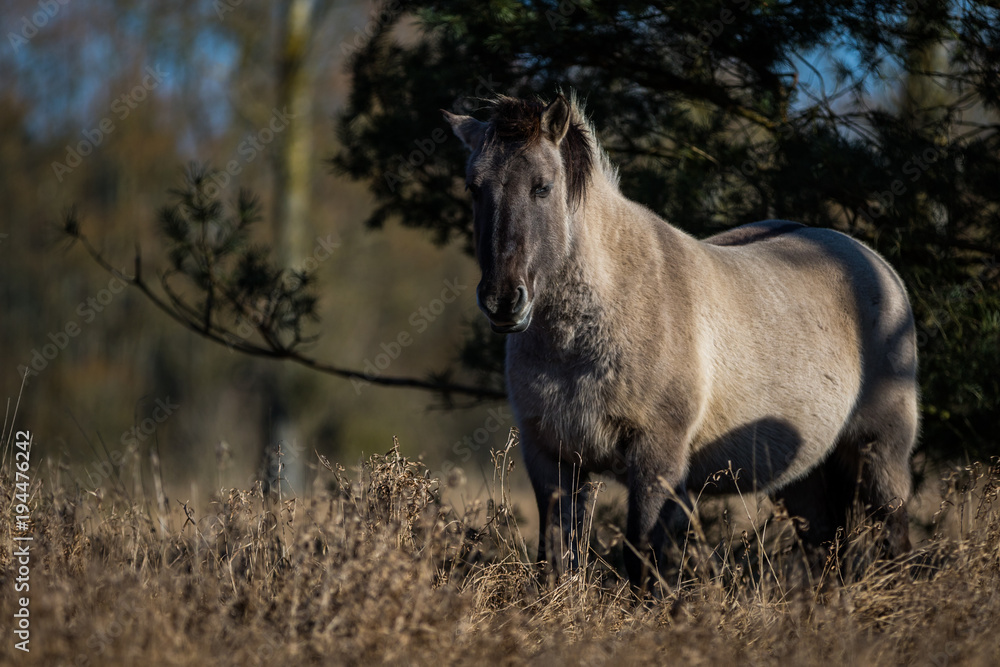 Konik / Equus caballus Konik / Equus caballus