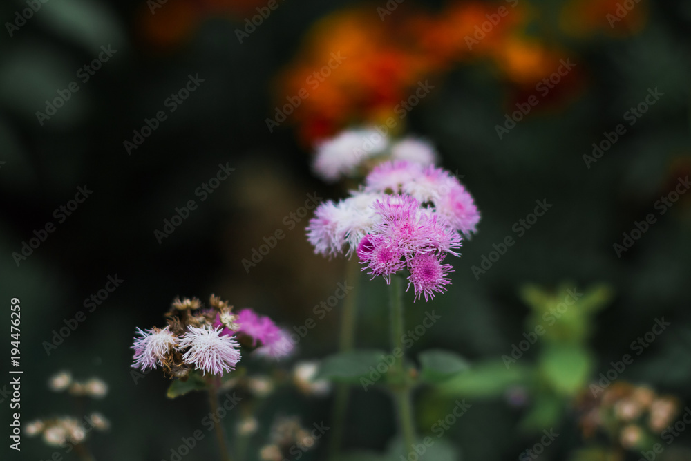 Colorful flowers in nature in a summer Colorful flowers in nature in a summer