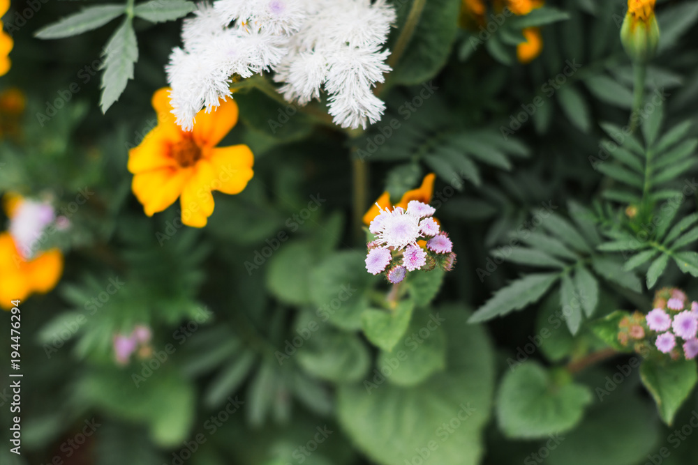 Colorful flowers in nature in a summer Colorful flowers in nature in a summer