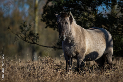 Konik / Equus caballus © Marc Scharping