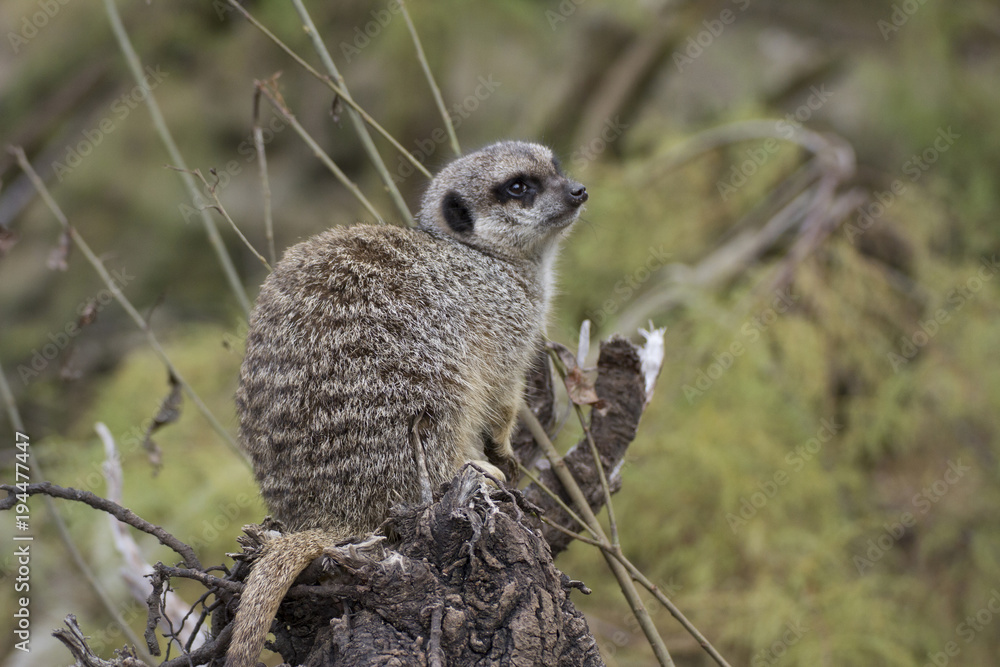Fototapeta premium Meerkat or suricate