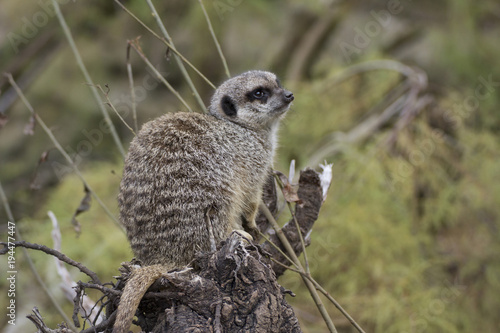 Meerkat or suricate © paula sierra