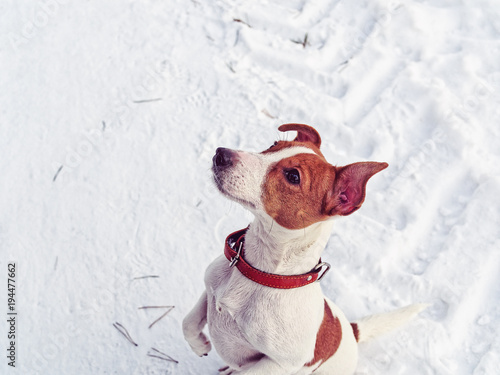 Fototapeta Naklejka Na Ścianę i Meble -  The puppy is in the winter forest and stands on its hind legs. The breed of the dog is Jack Russell Terrier