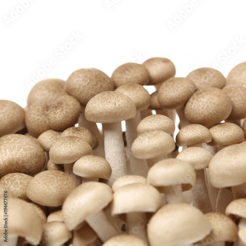 white beech mushroom isolated on white background