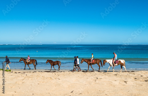 Horses on sunny days  the Fiji sea coast 