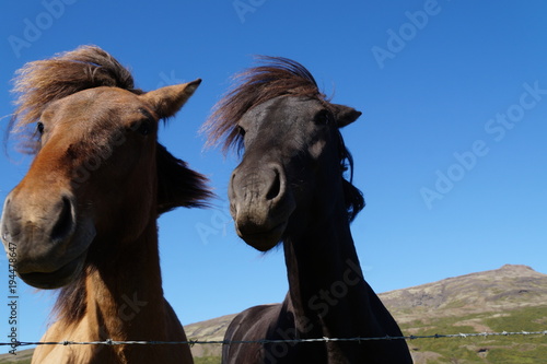 Horses in Iceland